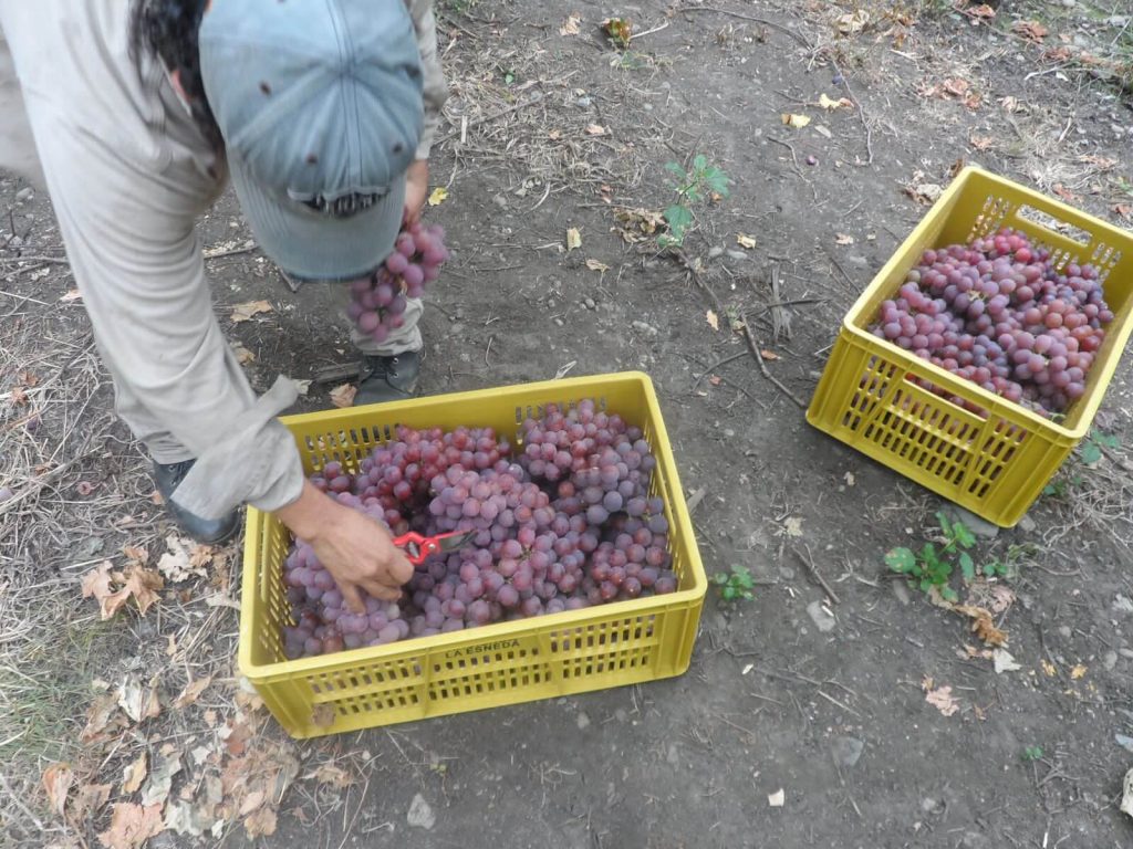 fábrica de vino Anllelino