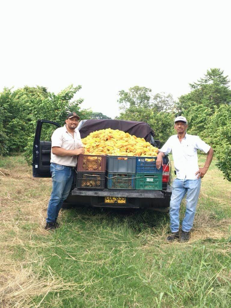recoleccion de frutas exoticas vino artesanal anllelino ginebra valle colombia