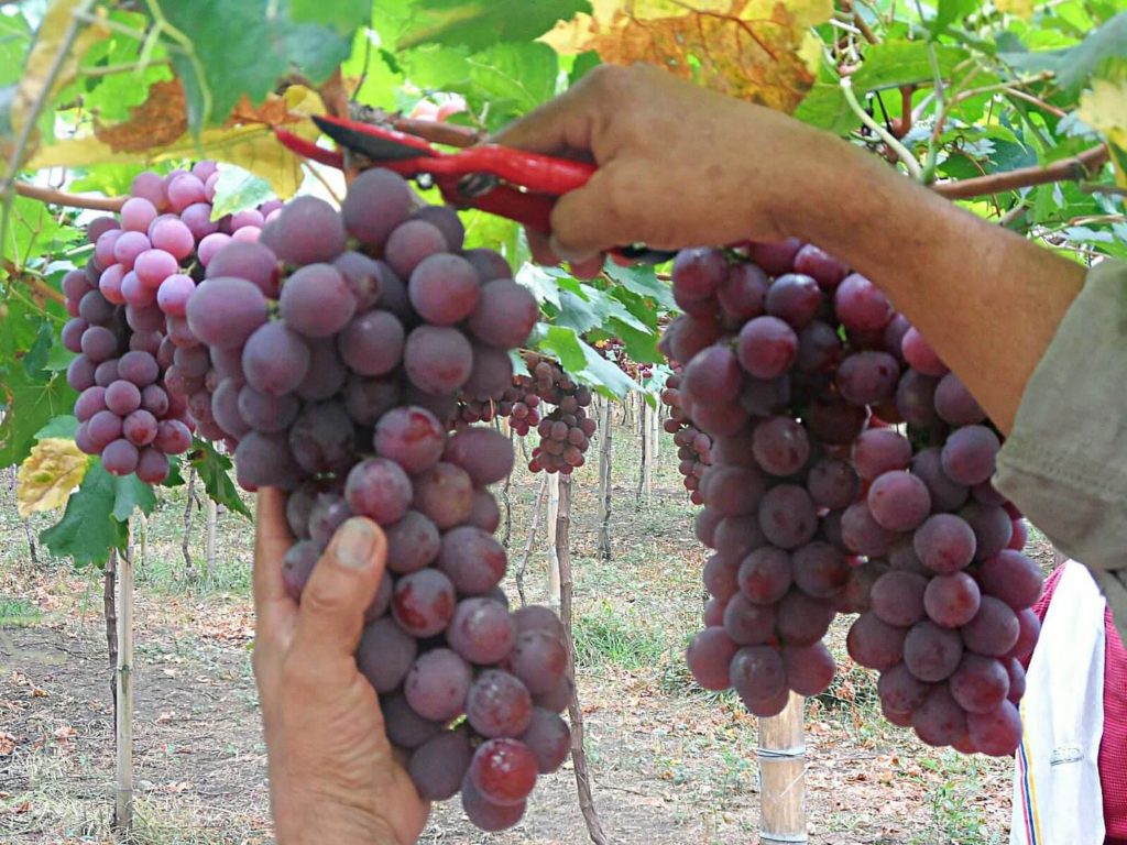 uva isabela vino anllelino ginebra buga santa elena valle