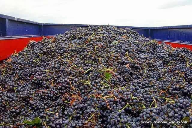 uva isabella y elaboracion del vino anllelino ginebra valle