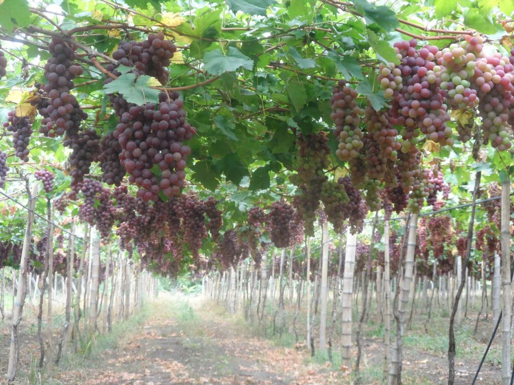 viñedo anllelino fábrica ginebra valle colombia