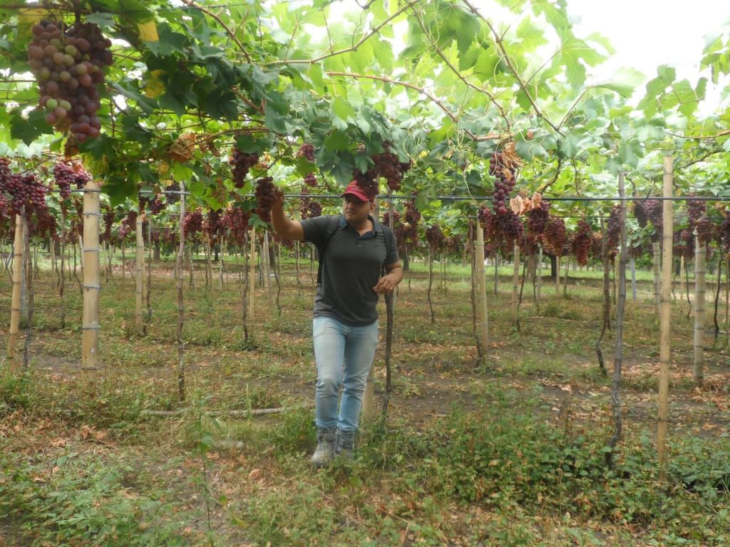 viñedo anllelino vinos y apertivos artesanal ginebra santa elana cali valle colombia